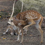 Zwei Vietnam-Sikahirsche im Tiergarten Schnbrunn.