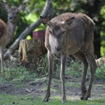 Ein Hirsch Anfang September 2010 im Zoo Dortmund.