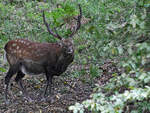 Ein Sikahirsch Ende August 2019 im Wildpark Rosegg.