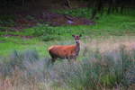 Rothirschkuh im hohen Gras am 04.09.2015 im Naturpark Schwarzau im Gebirge.
