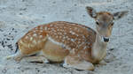 Ein kleiner Hirsch Mitte Dezember 2010 im Zoo Madrid.