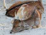 Ein junger Hirsch Mitte Dezember 2010 im Zoo Madrid.