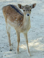 Mitte Dezember 2010 war im Zoo Madrid dieser junge Hirsch zu sehen.