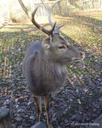 Dieser aus dem nrdlichen Vietnam stammende Vietnam-Sikahirsch (Cervus nippon pseudaxis) ist zu sehen im Tierpark Nordhorn.