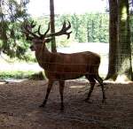 Ein Rothirsch (schnes Tier :D) im Wildpark Mden (25.07.10) 