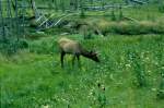 1998 im Yellowstone National Park, USA.