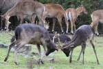 Sikahirsche (Cervus nippon) beim Kmpfen.