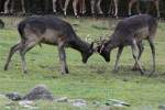 Sikahirsche (Cervus nippon) beim Kmpfen.