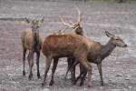 Eine Gruppe halbwchsiger Rothirschbullen (Cervus elaphus) verfolgt eine Hirschkuh.