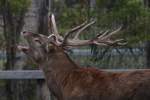 Rhrender Platzhirsch (Cervus elaphus)  am 3.10.2010 im Marineland in Niagara Falls,ON.