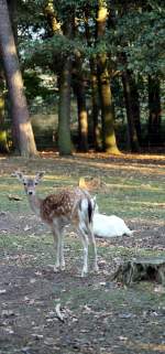 Rotwild im Tiergehege Zeulenroda am 29.09.2011