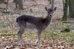 Warten auf sterliches Leckerli, gesehen im Tierpark Ueckermnde.