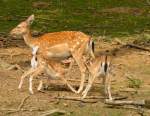 Europisches Dam-Wild, Hirschkuh mit zwei Jungen beim Sugen.