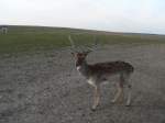 Ein Hirsch im Damwildgehege Gut Hirschaue bei Frstenwalde.