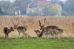 Damwild im Wildgehege Ivenack mit seinen 1000 jhrigen Eichen.