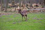 Damwild im Wildgehege Ivenack mit seinen 1000 jhrigen Eichen.