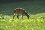 Damhirschkuh im Wildpark (ALLENSBACH, Landkreis Konstanz/Deutschland, 29.09.2014)