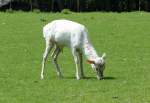 Weisser junger Damhirsch im Hochwildpark Rheinland bei Kommern - 10.05.2015