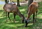 Damwild beim sen im Hochwildpark Rheinland - 10.05.2015