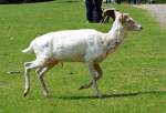 Weisser Hunghirsch (Damwild) im Hochwildpark Rheinland bei Kommern - 10.05.2015