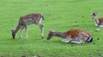 Man kann auch im Liegen gut essen: Grasende Damhirsche im Serengetipark, 9.9.15 