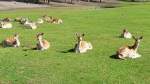 Sie sind zwar nicht scheu, aber behalten einen doch stets im Auge: Damwild im Serengetipark, 9.9.15 