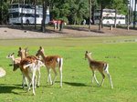 Jetzt luft das Damwild im Serengetipark, 9.9.15 