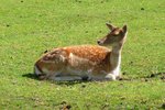 Ein Damhirsch auf der Wiese im Serengetipark, 9.9.15 