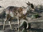 Ein Europischer Damhirsch.