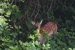 Damwild versteckt sich im Sassnitzer Gestrpp.