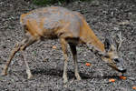 Ein junger Hirsch Anfang Juli 2010 im Zoo Schwerin.