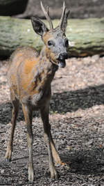 Ein junger Hirsch Anfang Juli 2010 im Zoo Schwerin.