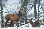 Hirsche Ende Februar 2013 im Zoo Dortmund.