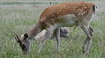 Ein grasender Damhirsch Ende August 2019 im Wildpark Rosegg.