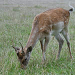 Ein Damhirsch Ende August 2019 im Wildpark Rosegg.