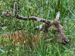 Ein Damhirsch ruht im tiefen Gras, so gesehen Mitte August 2021 im Park  Ivenacker Eichen .