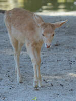 Ein junger weier Hirsch Mitte Dezember 2010 im Zoo Madrid.