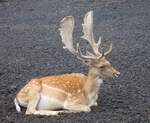 Mnnlicher Damhirsch in einem Wildgehege auf der Azoren-Insel Faial.