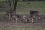 Rivalen! kmpfende Hirsche im Schlopark Arnsberg-Herdringen.