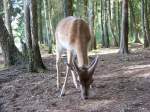 Ein scheues Damwild-Kalb im Wildpark Mden.