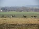 Rehe beim ssen, fotografiert vom Weg Brzow nach Questin (NWM) 05.02.2009