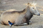 Ein Davidshirsch, fotografiert im Zoo Barcelona (Dezember 2011)