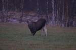 Ein Elchkalb in Akershus / Norwegen, 28.10.2012