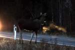 Ein junger Elchbulle steht im Scheinwerferlicht an der RV 170 in Akershus / Norwegen; 28.10.2012