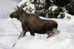 Ein Elchkalb stapft durch den Schnee in Nordland / Norwegen; 02.11.2012