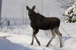 Ein junger Elch in Nordland / Norwegen; 02.11.2012