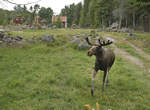 Elch (Alces alces) in Virum in Smland - Schweden.