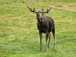 Elch (Alces alces) in Lnneberga im schwedischen Smland.