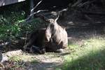 Elch am 2.9.2018 in der Zoom Erlebniswelt in Gelsenkirchen im Teil Alaska.