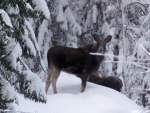 Ein Elch in Norwegen in freier Wildbahn aufgenommen am 03.01.10.